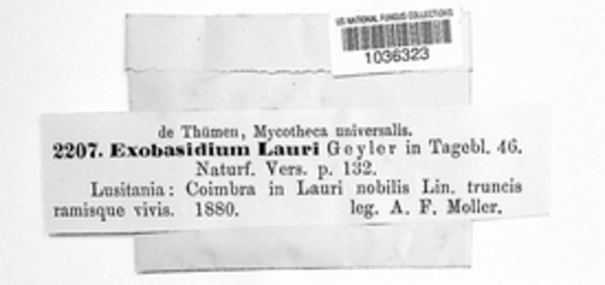 Laurobasidiaceae image
